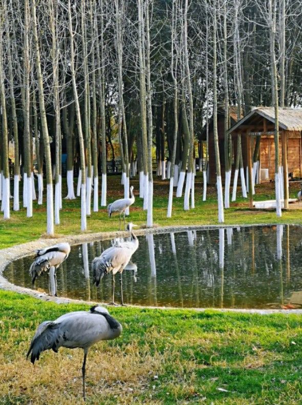 大沙河濕地公園